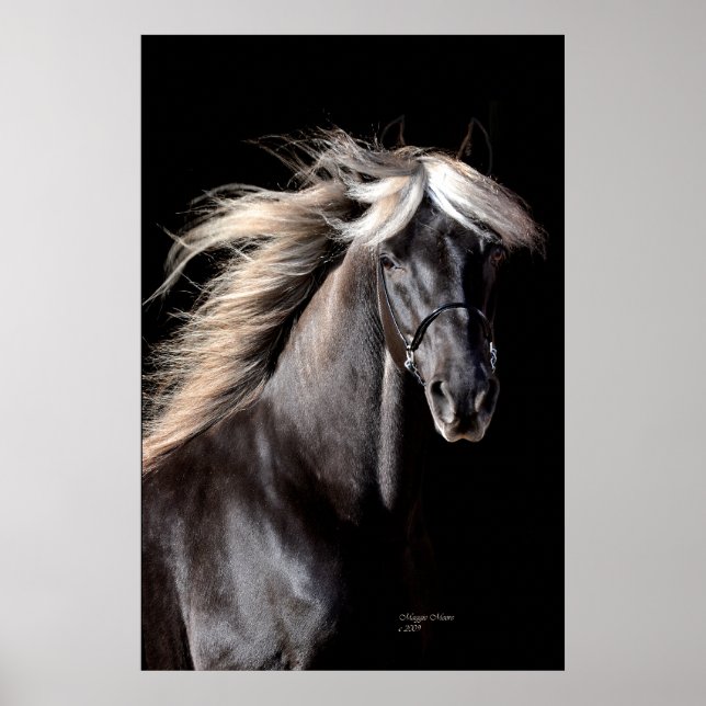 Poster Chocolat Rocky Mountain Horse (Devant)