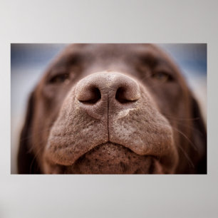 Poster Chocolate Labrador Nose Closeup