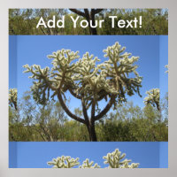 Cholla Cactus