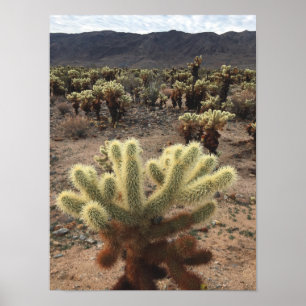 Poster Cholla Cactus Joshua