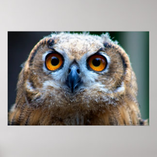 Poster Chouette