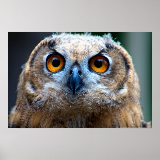 Poster Chouette (Devant)