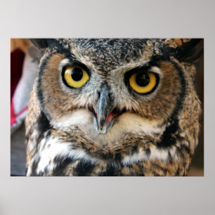 Poster Chouette à cornes (Bubo virginianus)