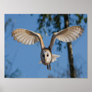 Poster Chouette à granges volantes
