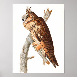 Poster Chouette à longue portée par John James Audubon