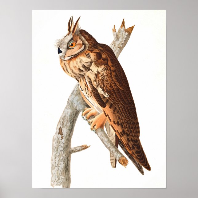 Poster Chouette à longue portée par John James Audubon (Devant)