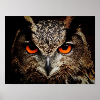 Poster Chouette-aigle