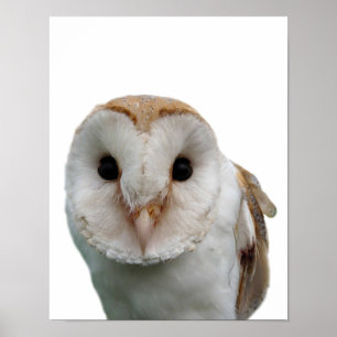 Poster Chouette animal sauvage photo peekaboo salle pour 