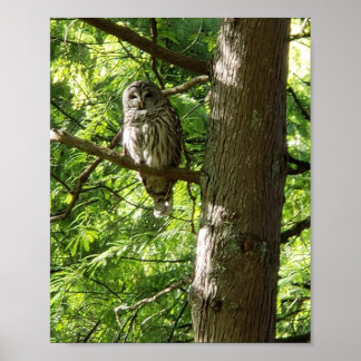 Poster Chouette au jardin botanique Van Dusen Vancouver C