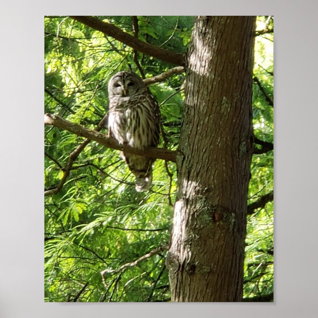 Poster Chouette au jardin botanique Van Dusen Vancouver C (Devant)