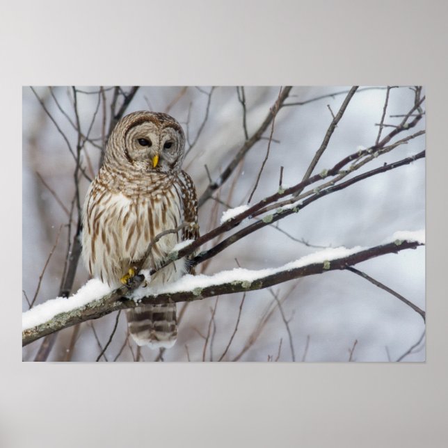 Poster Chouette barrée avec légère chute de neige (Devant)
