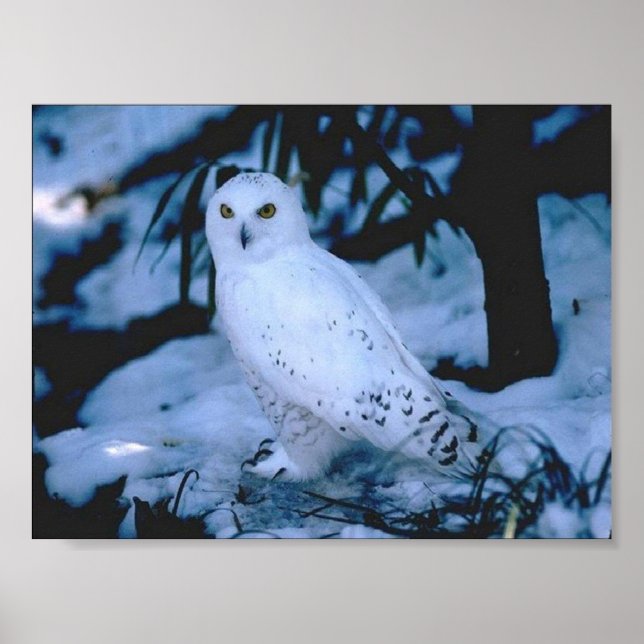 Poster Chouette blanche (Devant)