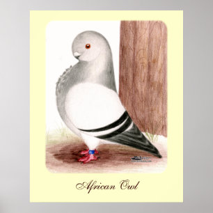Poster Chouette d'Afrique bleue Pigeon