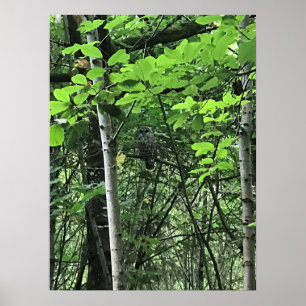 Poster Chouette dans les arbres, Oregon