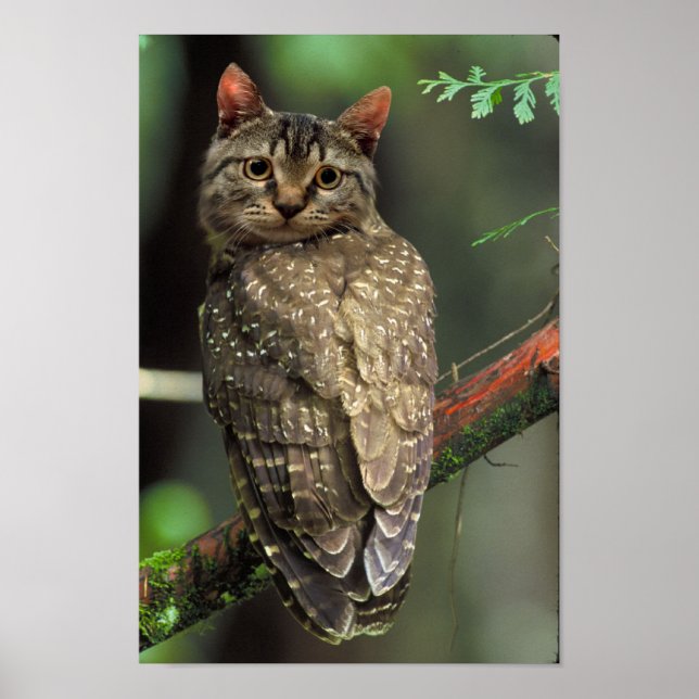 Poster Chouette de chat (Devant)