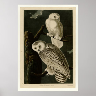 Poster Chouette des neiges