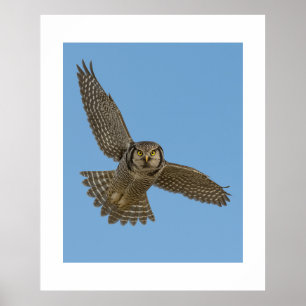 Poster Chouette épervière en vol Art faunique Prin