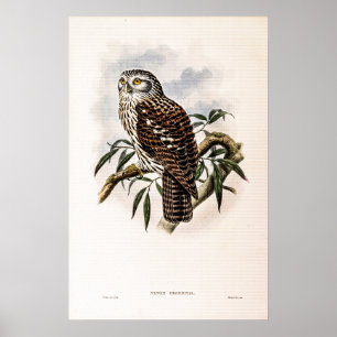 Poster Chouette-Hawk vintage par John Gould
