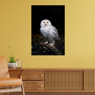 Poster Chouette hivernale majestueuse