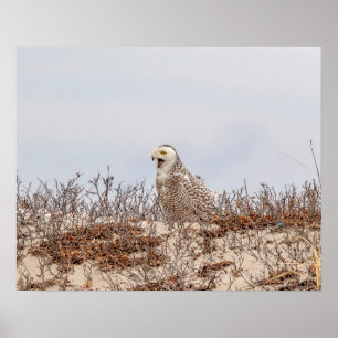 Poster Chouette neige assise sur la plage