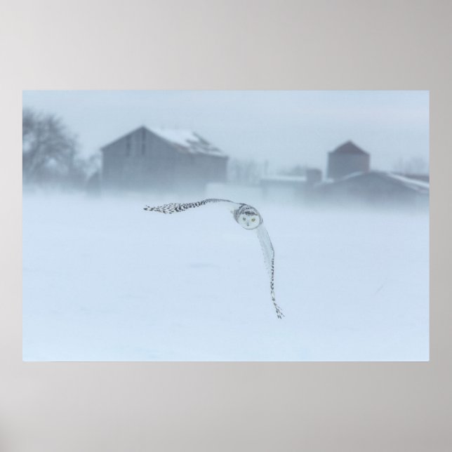 Poster Chouette Neige En Vol En Hiver (Devant)