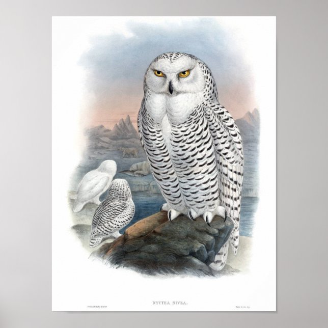 Poster Chouette neige vintage Gould (Devant)
