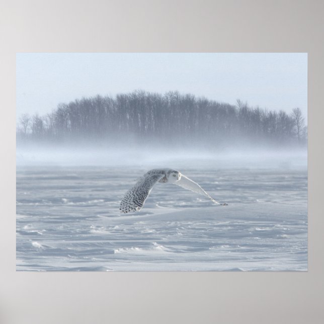 Poster Chouette Neige Volant En Hiver (Devant)