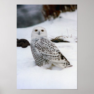 Poster Chouette neigeuse dans l'affiche de neige Imprimer