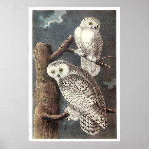 Poster Chouette neigeuse d'Audubon