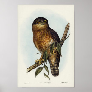 Poster Chouette roux par Elizabeth Gould