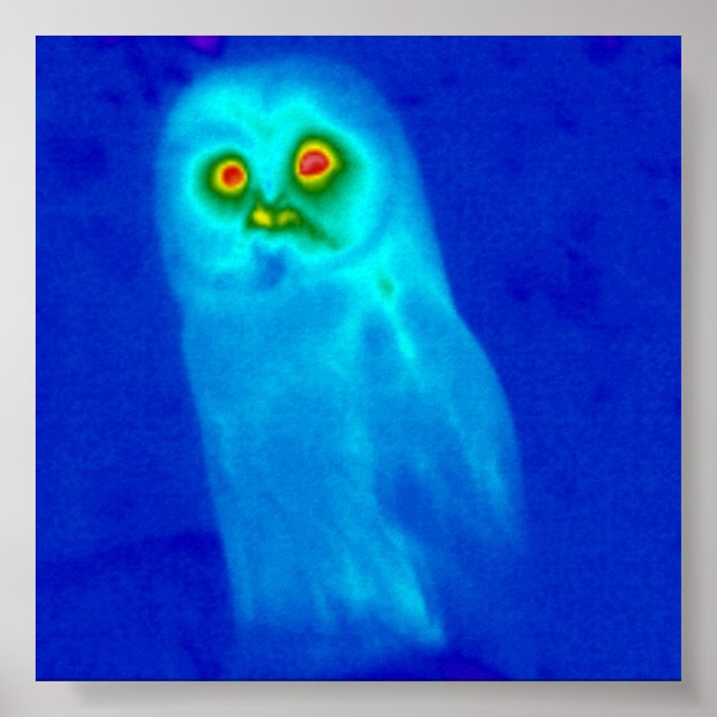 Poster chouette sage (Devant)