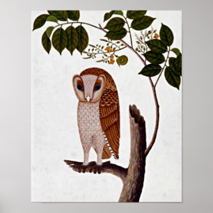 Poster Chouette vintage, Boorong Antoo