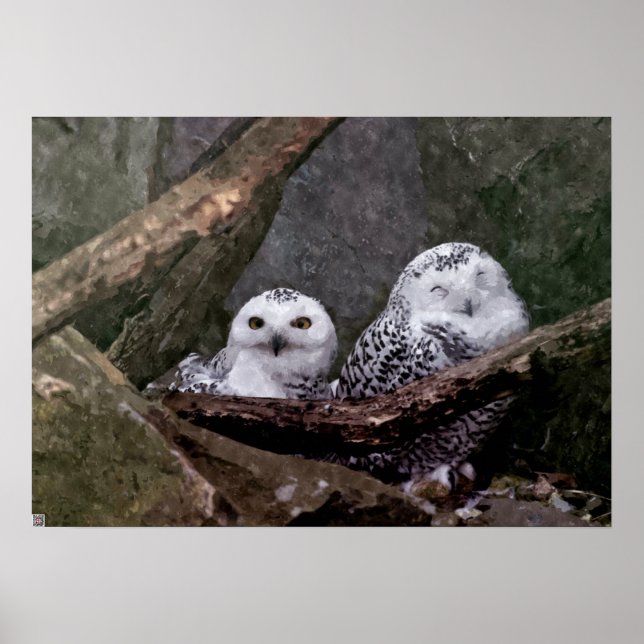 Poster Chouettes mignonnes (Devant)