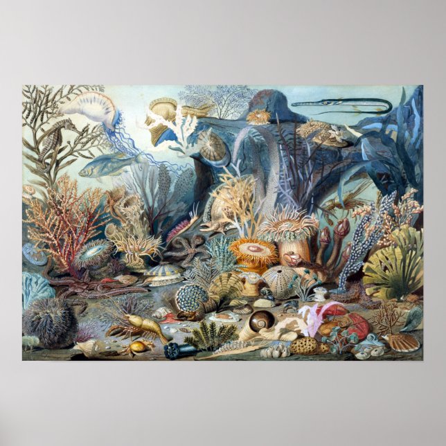 Poster Christian Schussele Ocean Life (Devant)