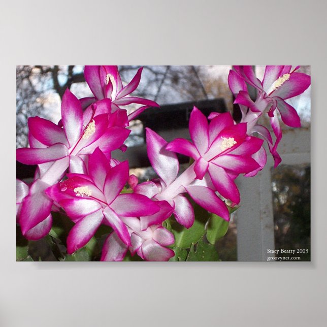 Poster Christmas Cactus (Devant)
