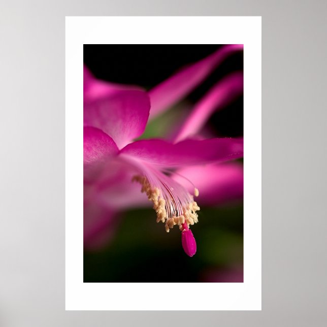 Poster Christmas Cactus (Devant)