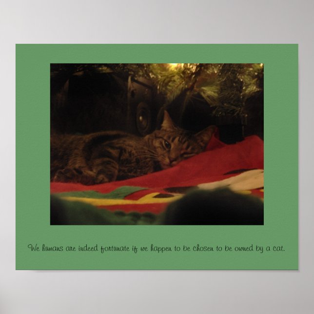 Poster Christmas Cat (Devant)