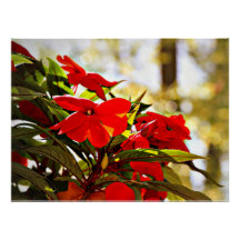 Christmas Flowers