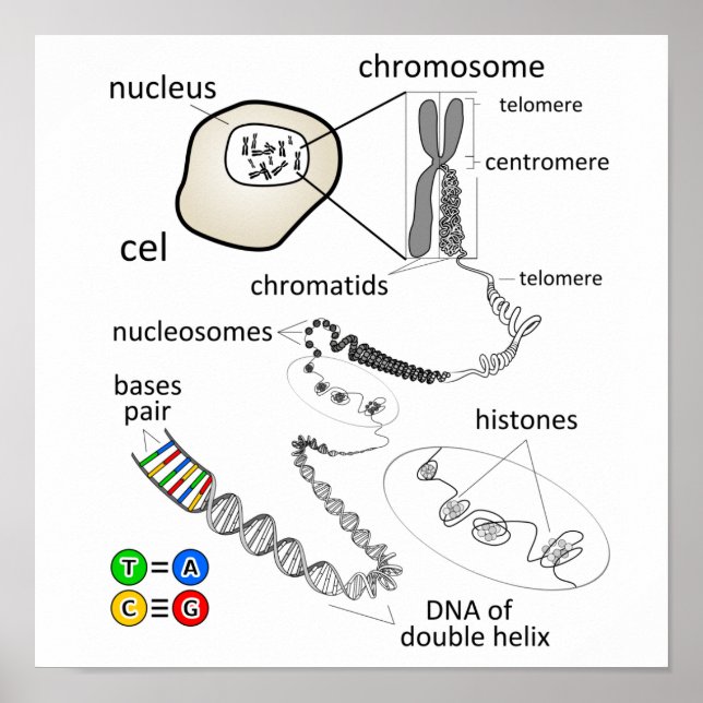 Poster Chromosome (Devant)