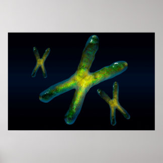 Poster Chromosomes