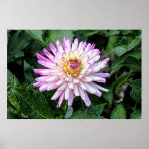 Poster Chrysanthème, Bute Park, Cardiff, Pays de Galles
