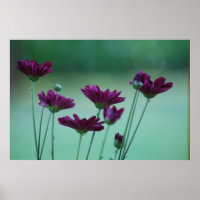 Chrysanthème et signification
