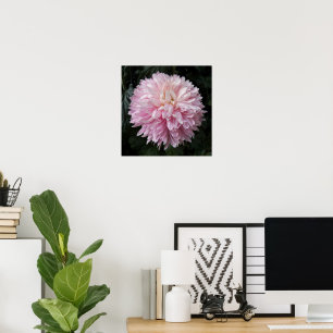 Poster Chrysanthème rose Fleur Floral Photographie