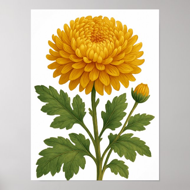 Poster Chrysanthème Vintage (Devant)