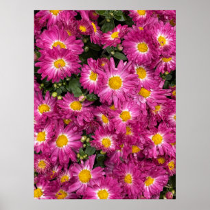 Poster Chrysanthèmes