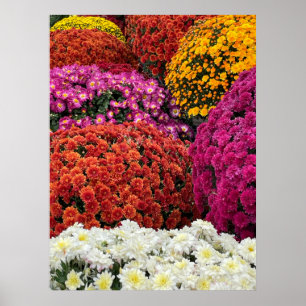 Poster Chrysanthèmes