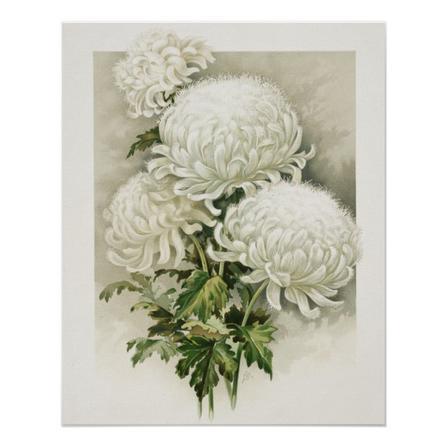 Poster Chrysanthèmes - Elégant Botanique Vintage (Devant)