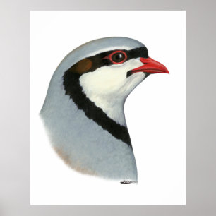 Poster Chukar : tête de perdrix