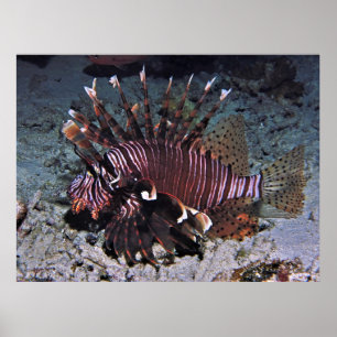 Poster Chuncky Lionfish