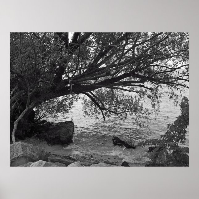 Poster Chute de Tree over Water (Devant)